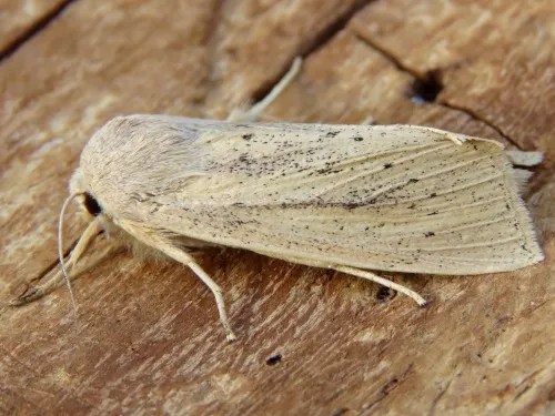 Large Wainscot - photo 5