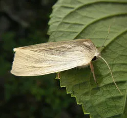 Large Wainscot - photo 6