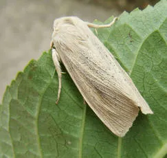 Large Wainscot - photo 7