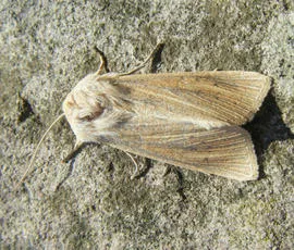 Large Wainscot - photo 8