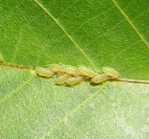 Large Walnut Aphid - photo 7