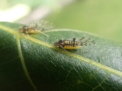 Large Walnut Aphid - photo 2