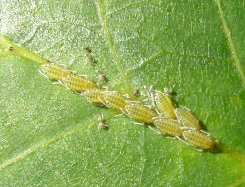 Large Walnut Aphid - photo 3