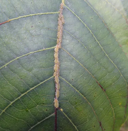 Large Walnut Aphid - photo 4
