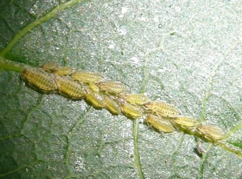 Large Walnut Aphid - photo 5