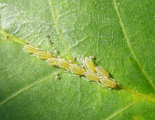 Large Walnut Aphid - photo 6