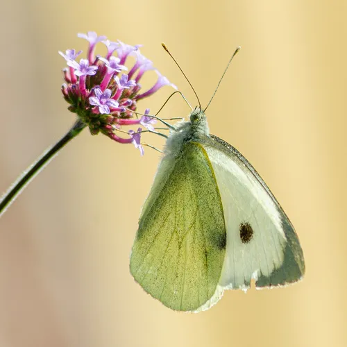 Large White - Pieris brassicae