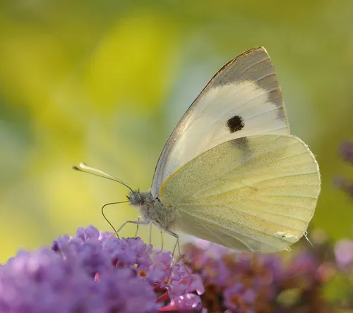 Large White - photo 5