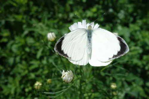 Large White - photo 6