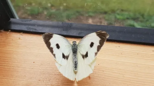 Large White - photo 7