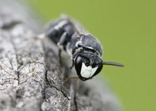 Large Yellow-face Bee - photo 2