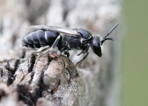Large Yellow-face Bee - photo 3