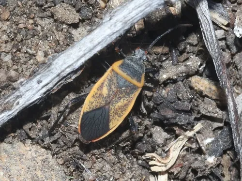 Bordered Plant Bugs - photo 2