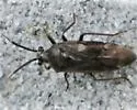 Largidea davisi