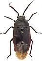 Largidea stitti