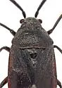 Largidea stitti - photo 2
