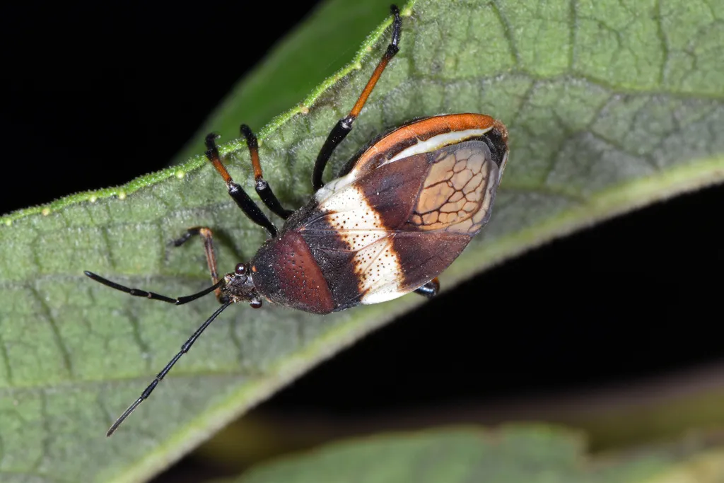 Largus balteatus - photo 2