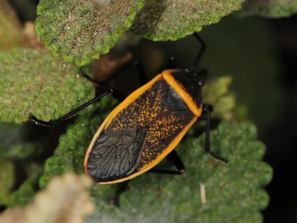 Largus californicus - photo 2