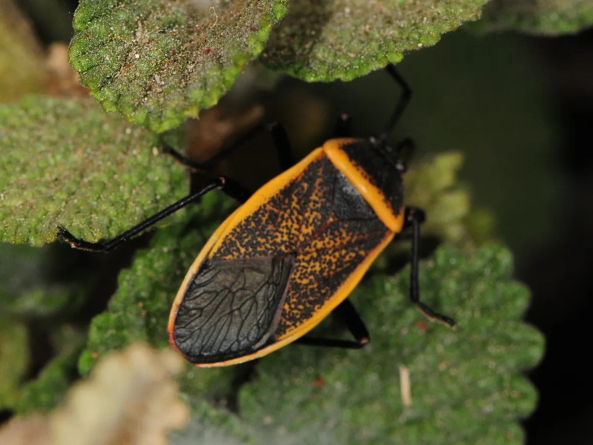 Largus californicus - photo 3