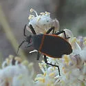 Largus convivus