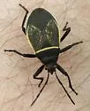 Largus convivus - photo 2