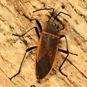 Largus convivus - photo 3