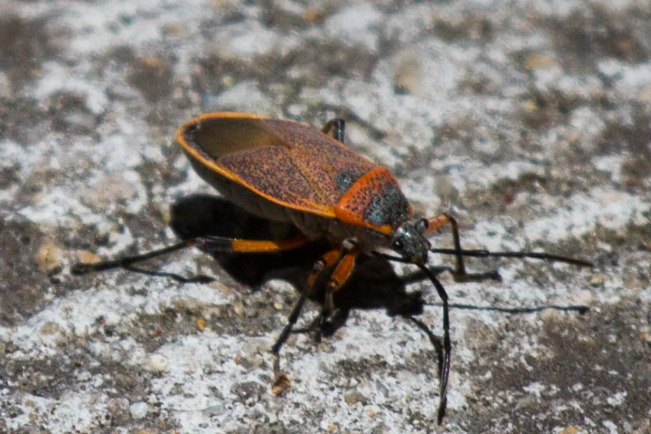 Largus davisi