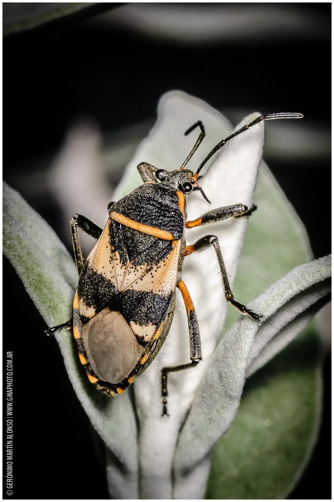 Largus fasciatus - photo 2
