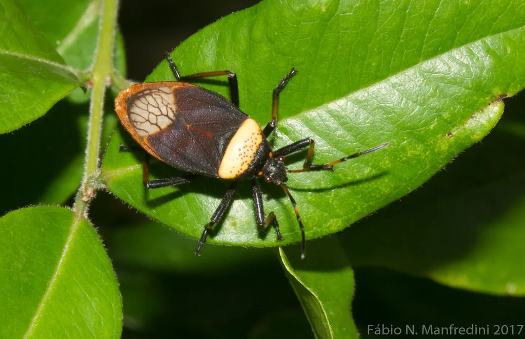 Largus humilis - photo 2