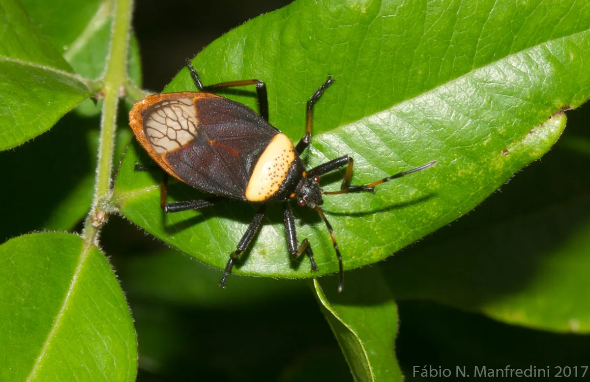 Largus humilis - photo 3