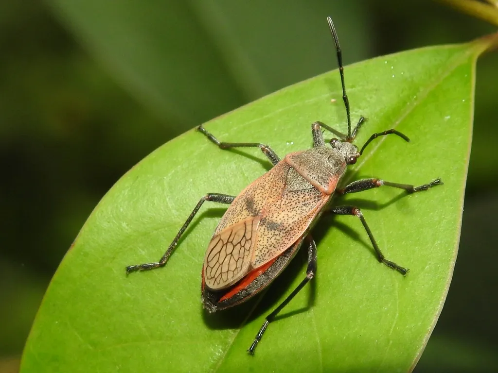 Largus maculatus