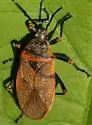 Largus maculiventris