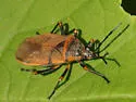 Largus maculiventris - photo 2