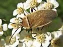 Largus maculiventris - photo 3