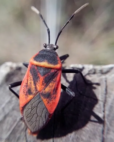Largus rufipennis