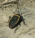 Largus semipletus