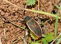 Largus semipletus - photo 2