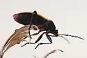 Largus semipletus - photo 4