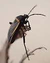 Largus semipletus - photo 5