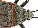 Largus semipunctatus - photo 4