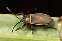 Largus sp-one-florida - photo 2