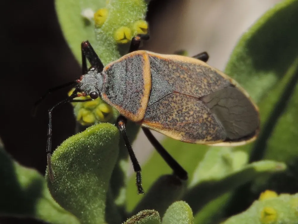Largus Bug - photo 2