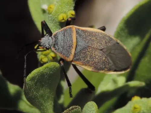 Largus Bug - photo 3