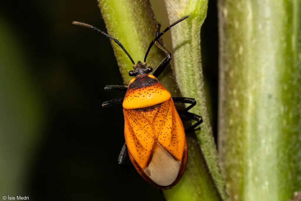 Largus trochanterus - photo 2
