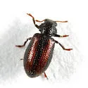 Laricobius erichsoni