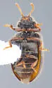 Laricobius erichsoni - photo 4