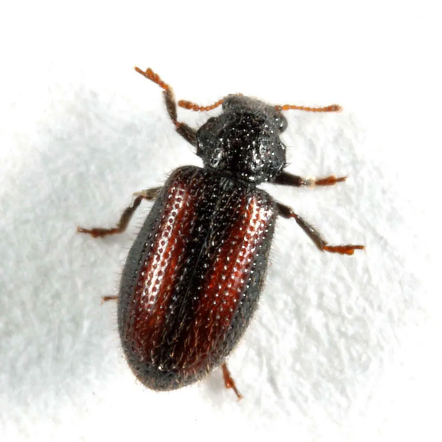 Laricobius erichsonii - photo 2