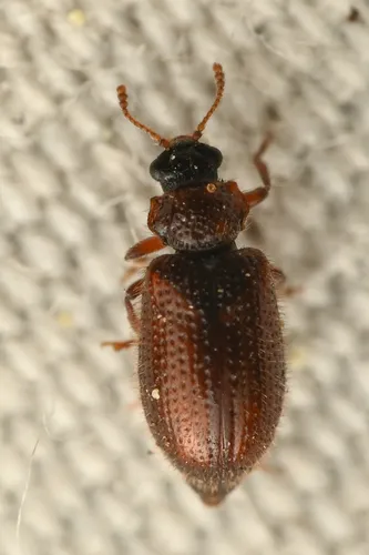 Laricobius laticollis