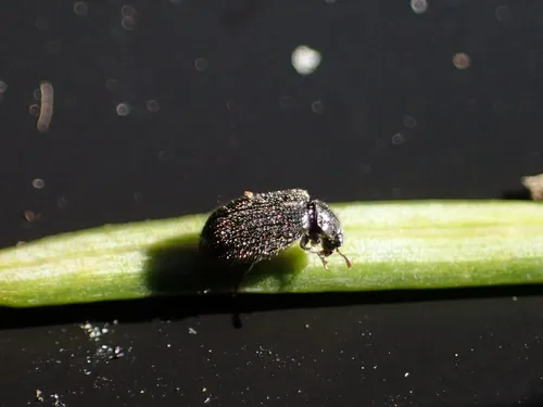Laricobius nigrinus - photo 2
