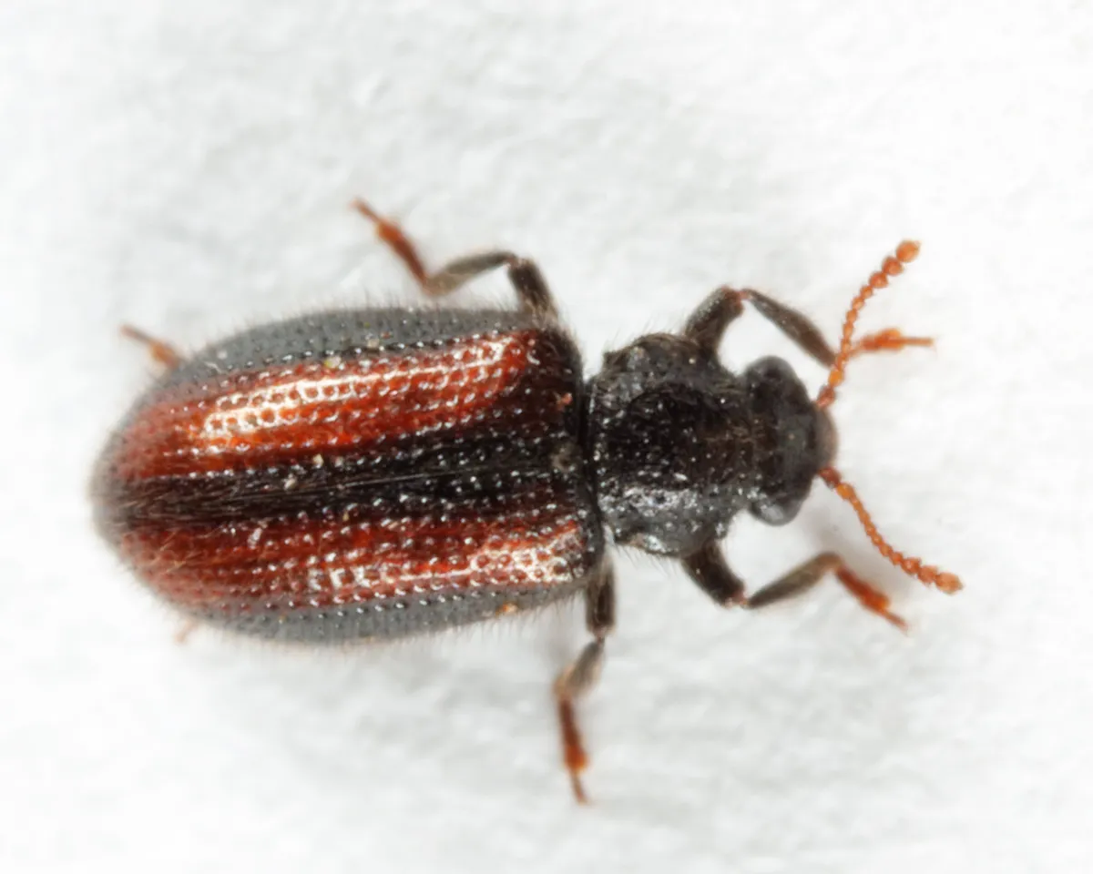 Laricobius rubidus - photo 2